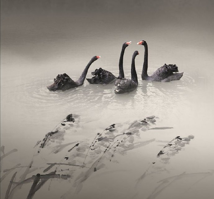 点击大图看下一张：一组自带仙气的黑天鹅图片