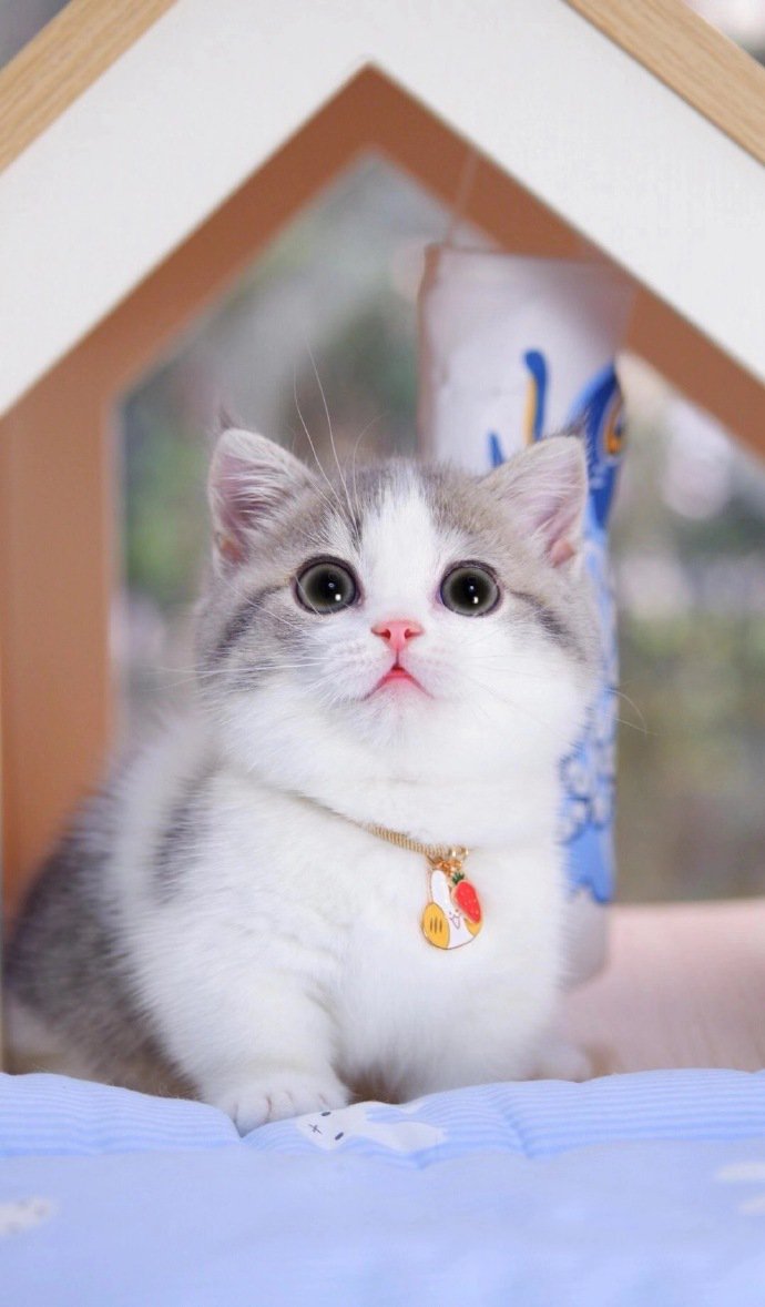 点击大图看下一张：可爱到出圈的布偶猫图片