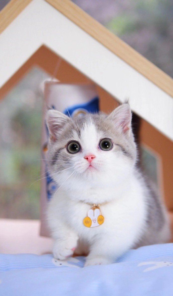 点击大图看下一张：可爱到出圈的布偶猫图片