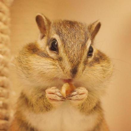 点击大图看下一张：一只非常能吃的花栗鼠图片