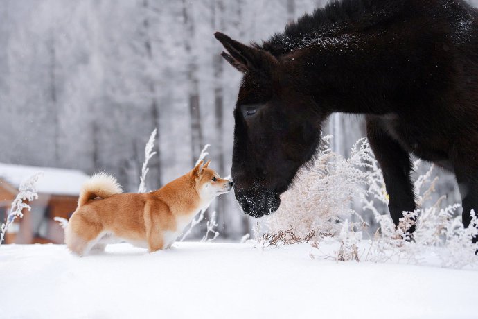 点击大图看下一张：冬日雪景里的柴犬图片