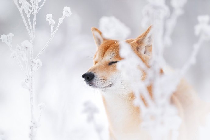 点击大图看下一张：冬日雪景里的柴犬图片