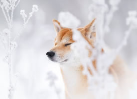 冬日雪景里的柴犬图片
