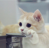 精选一组萌萌哒的微信猫咪动物头像