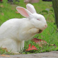 草地上毛绒绒小巧可爱的兔子头像大全