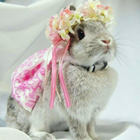 超萌可爱的动物兔子微信头像图片