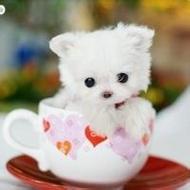 可爱卖萌的茶杯犬小动物qq头像图片