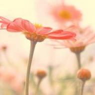 清新淡雅的花朵唯美lomo意境头像图片