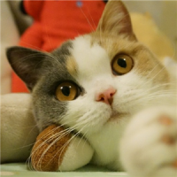 精选一组萌萌哒的微信猫咪动物头像