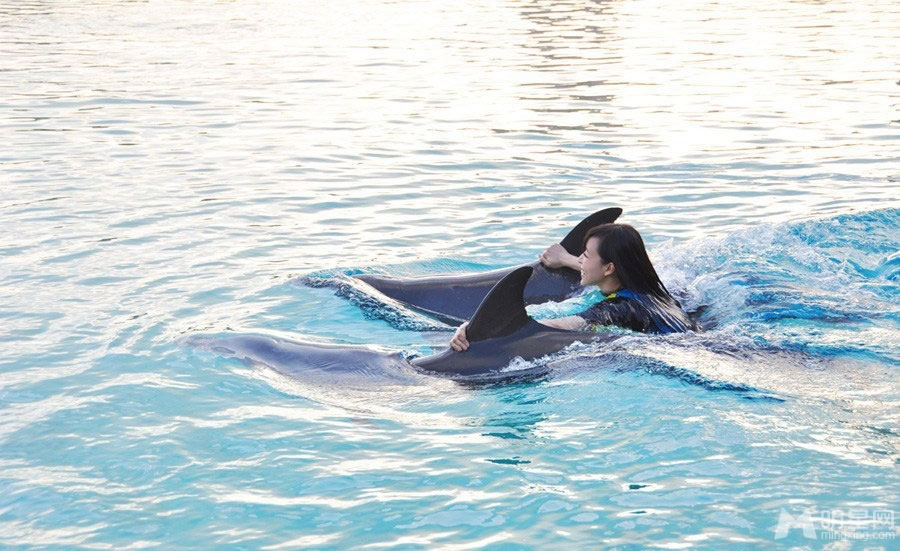 点击大图看下一张：张静初迪拜与海豚水中亲吻(0)