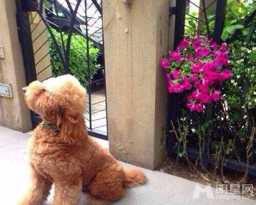 点击大图看下一张：霍思燕杜江晒与爱犬合影 庆祝爱犬三周岁(5)