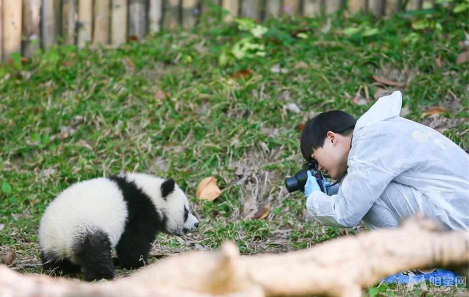 点击大图看下一张：李宇春和熊猫比萌 奇妙的朋友图集(6)