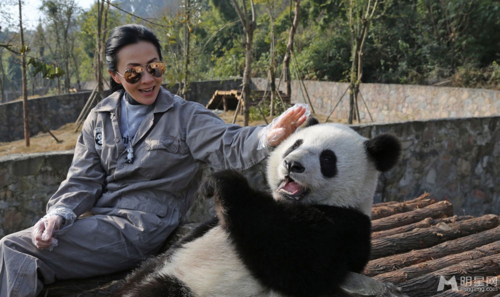 点击大图看下一张：郭富城刘嘉玲探访大熊猫 亲密互动做慈善(2)