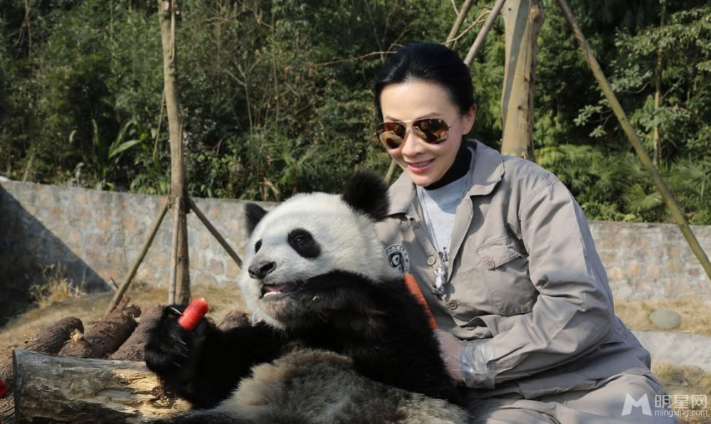 点击大图看下一张：郭富城刘嘉玲探访大熊猫 亲密互动做慈善(0)