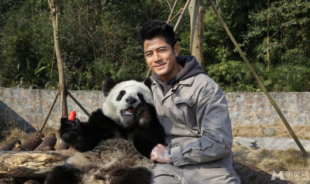 点击大图看下一张：郭富城刘嘉玲探访大熊猫 亲密互动做慈善(4)