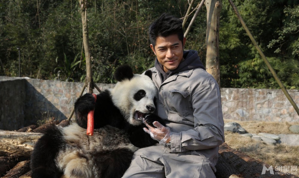 点击大图看下一张：郭富城刘嘉玲探访大熊猫 亲密互动做慈善(3)