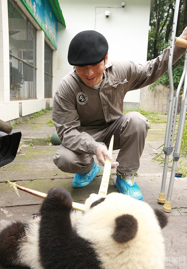 点击大图看下一张：黄晓明拄拐杖探望雅安熊宝宝(2)