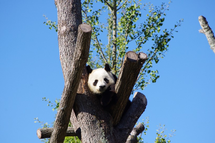 点击大图看下一张：超萌超可爱的大熊猫图片