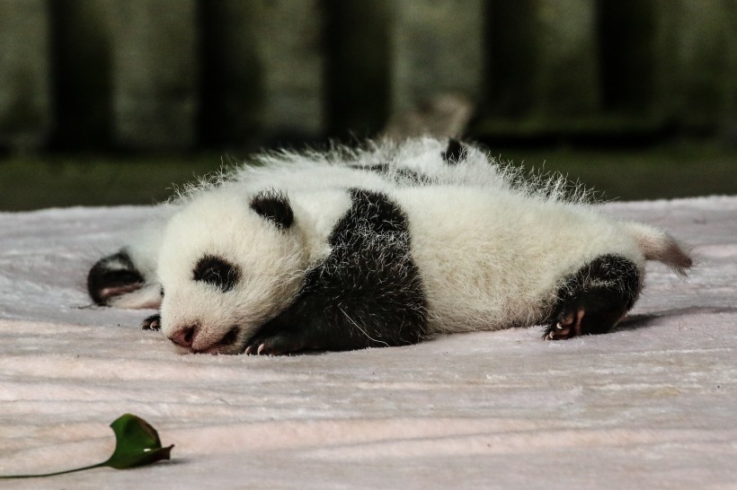 点击大图看下一张：超萌超可爱的大熊猫图片