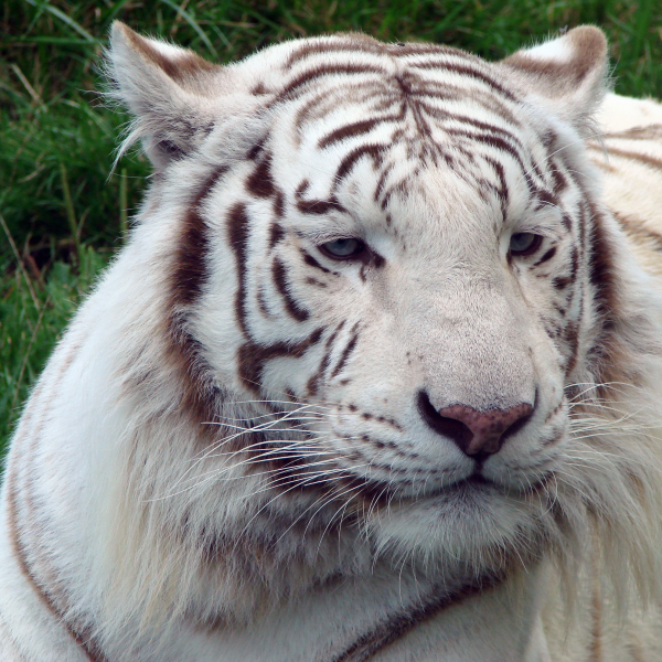 点击大图看下一张：动物园里的孟加拉白虎图片