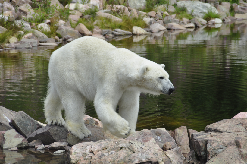 点击大图看下一张：毛茸茸的白色北极熊图片