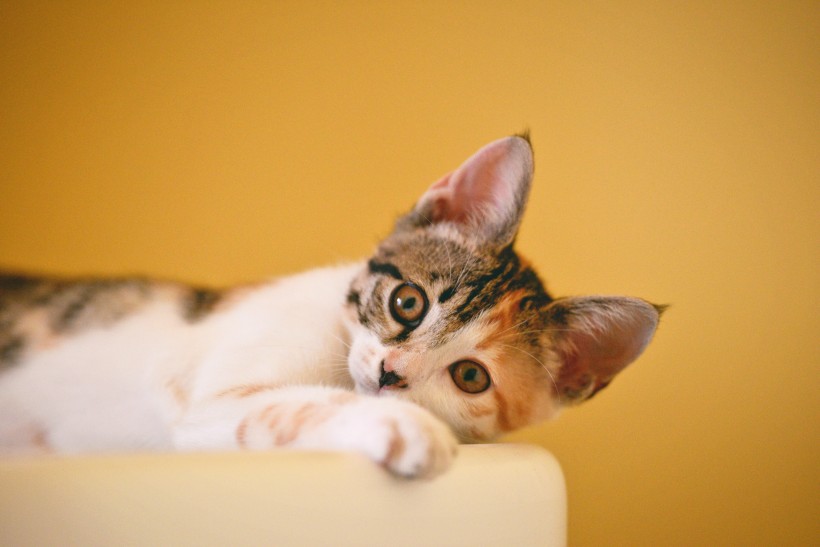 点击大图看下一张：调皮可爱的小猫图片