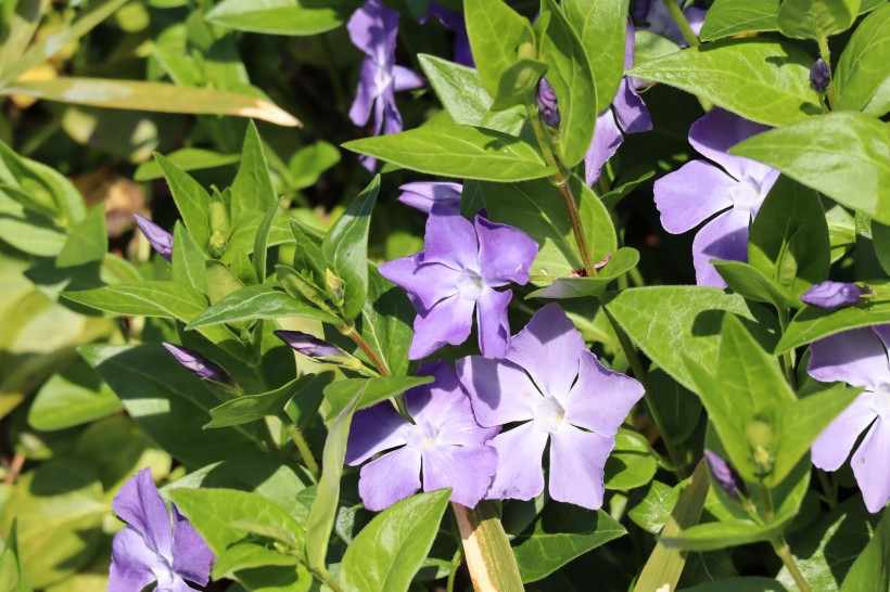 点击大图看下一张：紫色淡雅的长春花图片