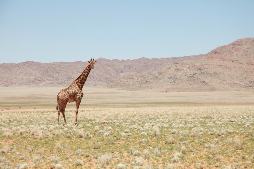 点击大图看下一张：身材高大脖子修长的长颈鹿图片