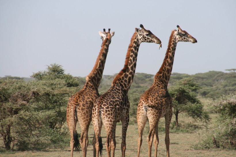 点击大图看下一张：身材高大脖子修长的长颈鹿图片