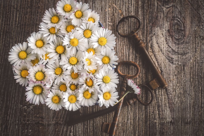 点击大图看下一张：天真烂漫的雏菊图片