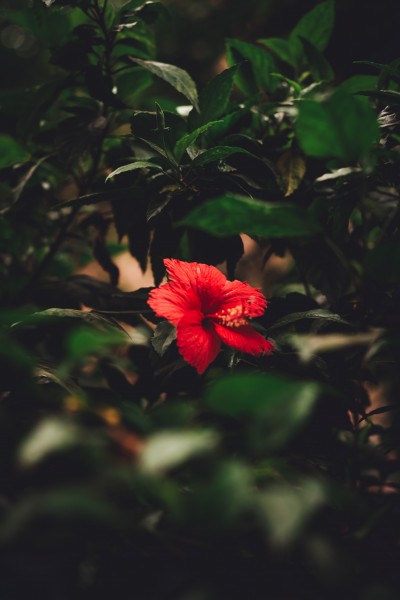 点击大图看下一张：清新娇艳的芙蓉花图片