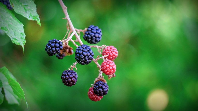点击大图看下一张：美味香甜的黑莓图片