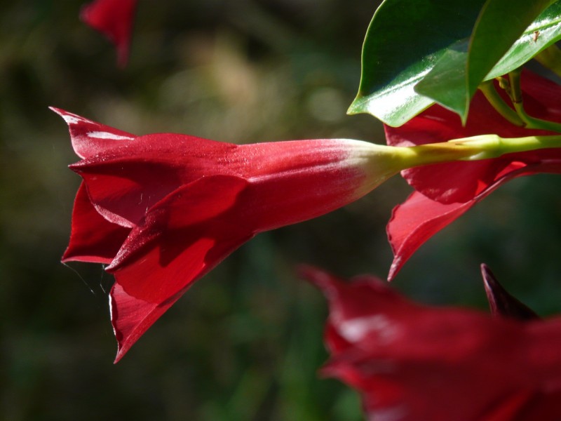 点击大图看下一张：花朵娇柔艳丽的红蝉花图片