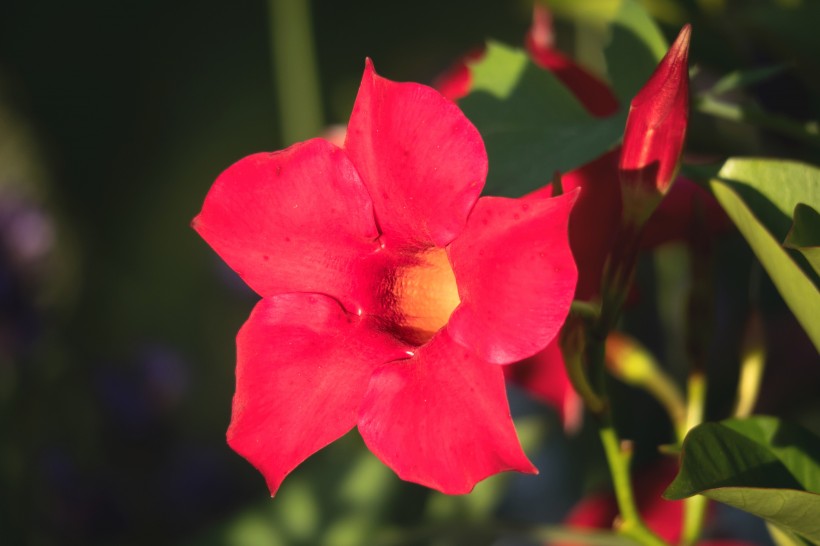 点击大图看下一张：花朵娇柔艳丽的红蝉花图片