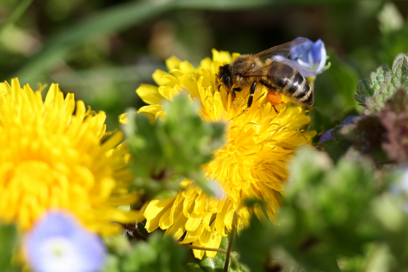 点击大图看下一张：黄色花上采蜜的蜜蜂图片