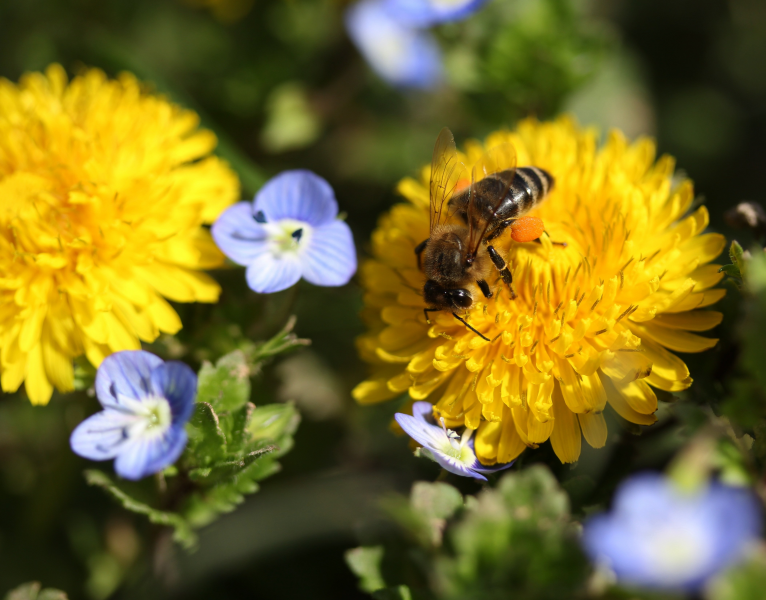 点击大图看下一张：黄色花上采蜜的蜜蜂图片