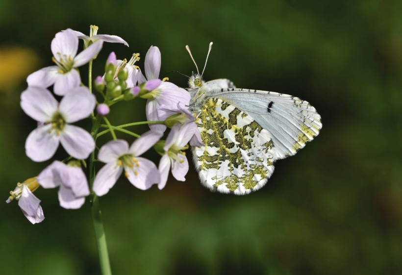 点击大图看下一张：漂亮的花间精灵蝴蝶图片