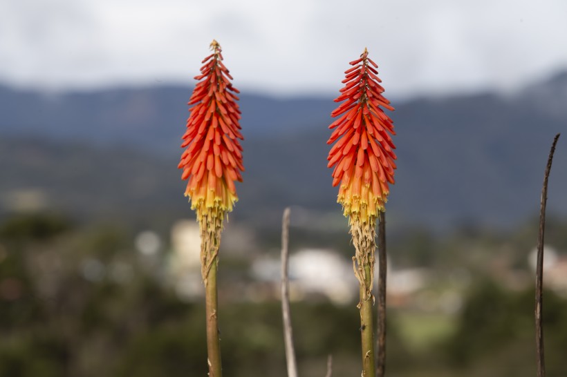 点击大图看下一张：形状特别的火炬百合图片