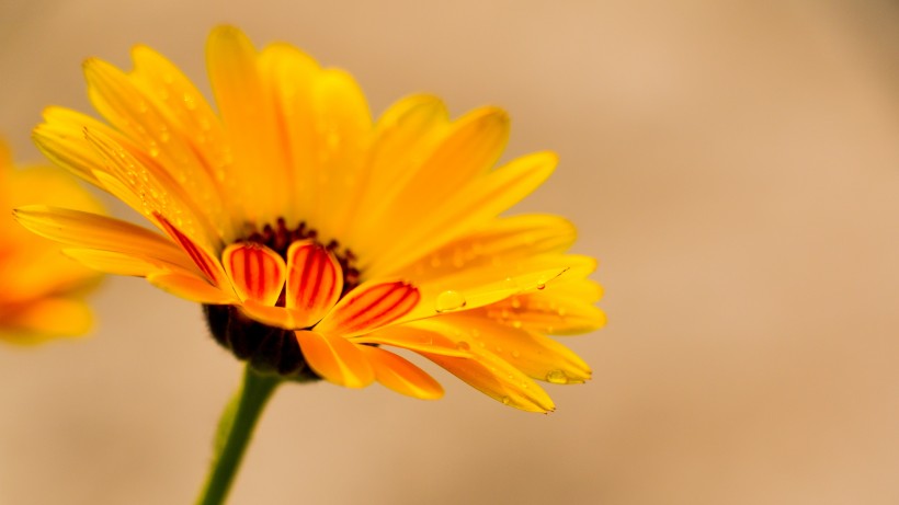 点击大图看下一张：橙色娇美的金盏花图片