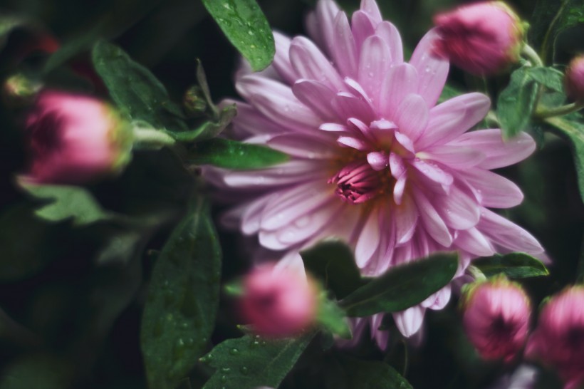 点击大图看下一张：娇艳名贵的菊花图片