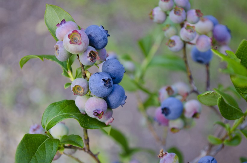 点击大图看下一张：枝头上成熟的蓝莓图片