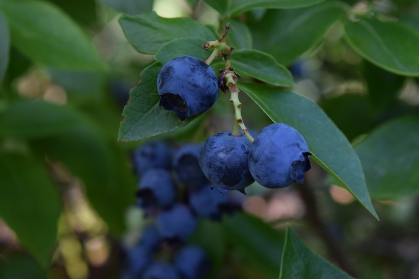 点击大图看下一张：枝头上成熟的蓝莓图片