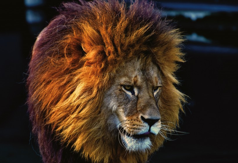 点击大图看下一张：威武雄壮的狮子图片