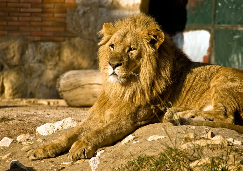 点击大图看下一张：威武雄壮的狮子图片