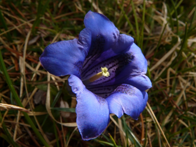 点击大图看下一张：紫色漏斗形的龙胆花图片