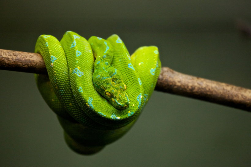 点击大图看下一张：绿色的毒蛇图片