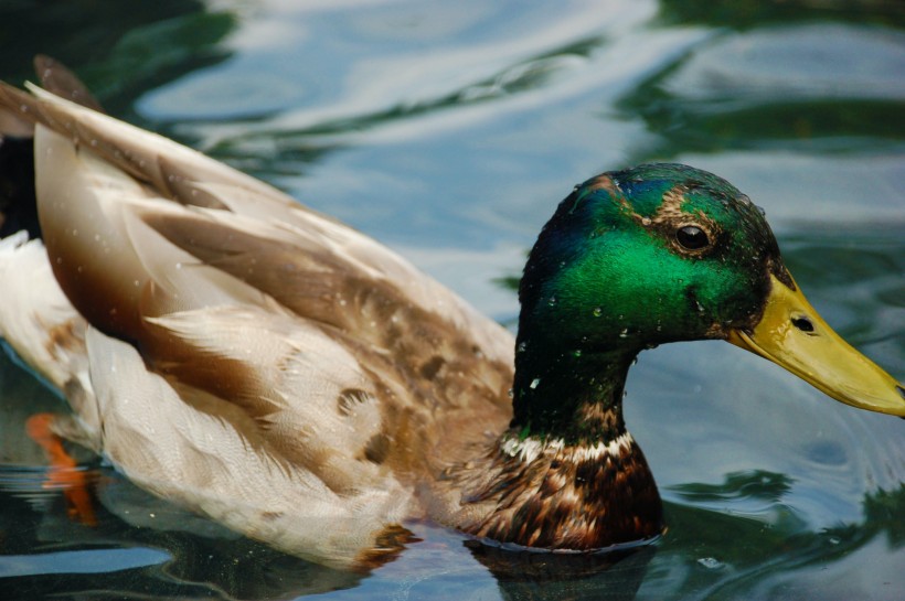 点击大图看下一张：水中游来游去的绿头鸭图片