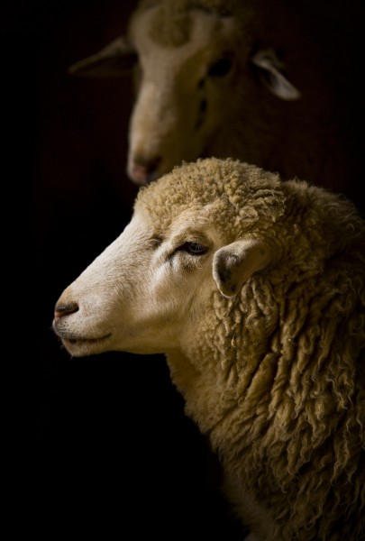 点击大图看下一张：憨厚老实的绵羊图片
