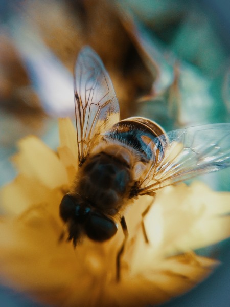 点击大图看下一张：辛勤劳动的蜜蜂图片