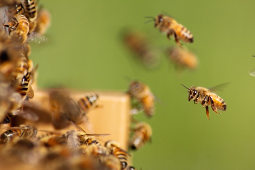 点击大图看下一张：辛勤劳动的蜜蜂图片
